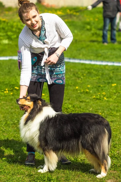 Shetland Sheepdog, Sheltie, Collie hond op het gras met zijn mis — Stockfoto