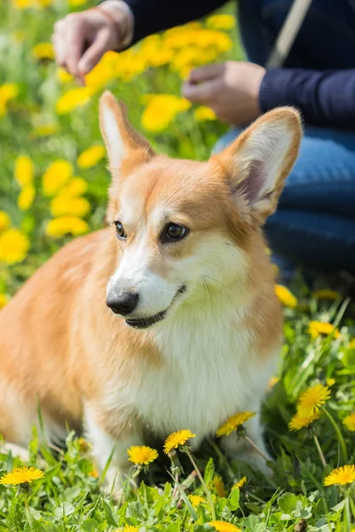 Walijski corgi psa na tle trawy — Zdjęcie stockowe