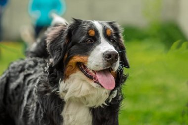 Closeup Bernese dağ köpeği (nın Sennenhund namlu çıkış)