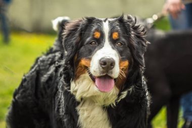 Cins köpekler Bernese dağ köpeği (nın Sennenhund namlu çıkış)