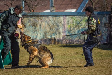 İki işleyicileri bir Alman çoban köpeği ile çalışan köpek