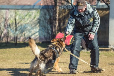 Eğitimli köpek işleyici ve Alman çoban köpeği korumak. Gomel, Belar