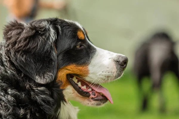 Portrét profil hlavy pes BERNSKÝ SALAŠNICKÝ PES (Berner Sennen — Stock fotografie
