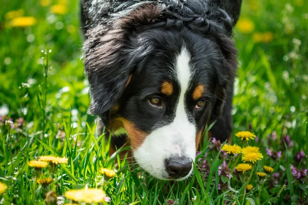 Közeli kép a kutya fejét Bernese hegy kutya (Berner Sennenhund) — Stock Fotó