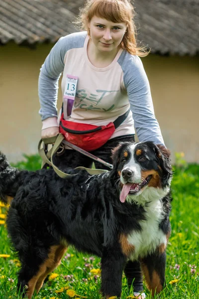 Jong meisje die houdt van een hond aangelijnd Berner Sennenhond (Berner — Stockfoto
