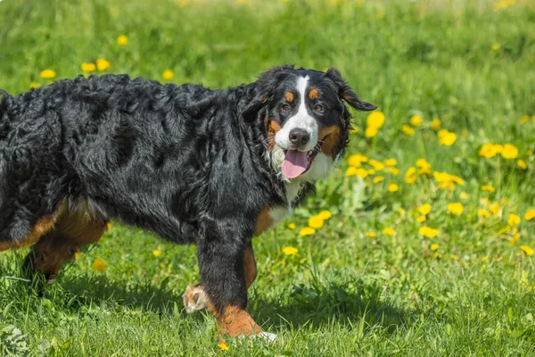 Chien de montagne bernois (Berner Sennenhund) jeune gros chien sur le gr — Photo