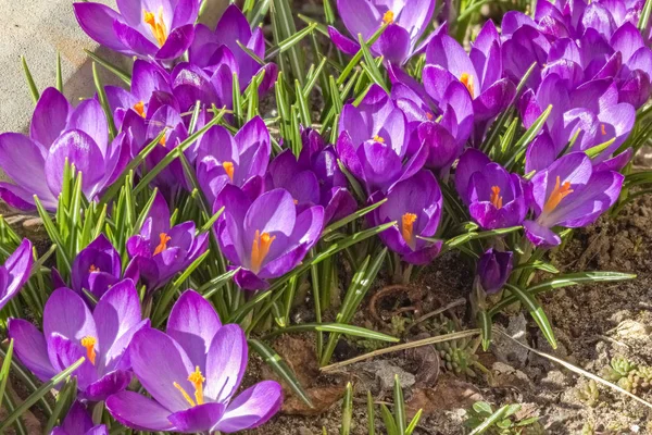 花紫色番红花芽与美丽 — 图库照片