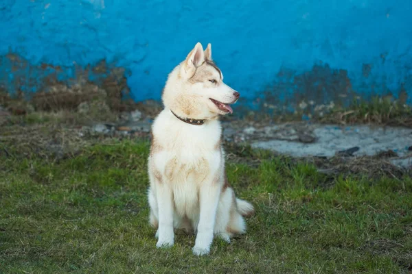 Bellissimo cane cucciolo Husky seduto su erba verde vicino al w blu — Foto Stock
