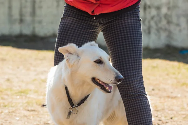 Volwassen Zwitserse herder witte — Stockfoto