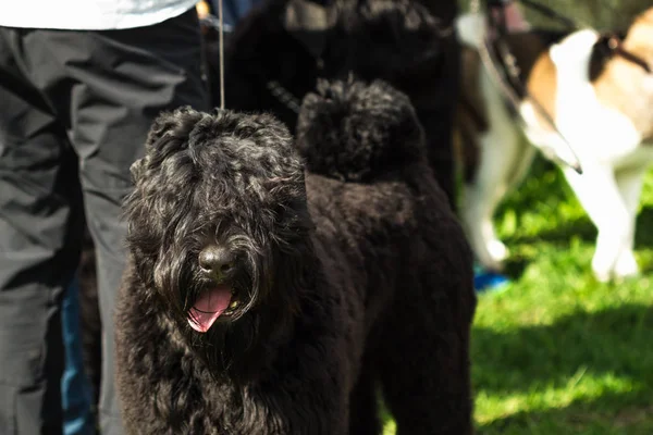 Velký černý je čistokrevná knírače, pes štěně plemene Velký knírač — Stock fotografie