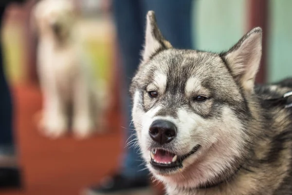 Hocico gris perro joven Husky primer plano — Foto de Stock