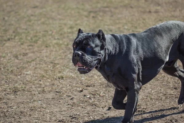 Futás egy hatalmas fekete Cane Corso — Stock Fotó