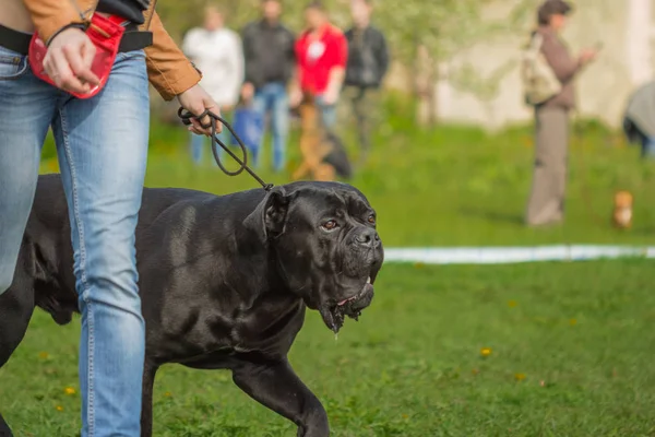 Enorme zwarte Cane Corso met een man — Stockfoto