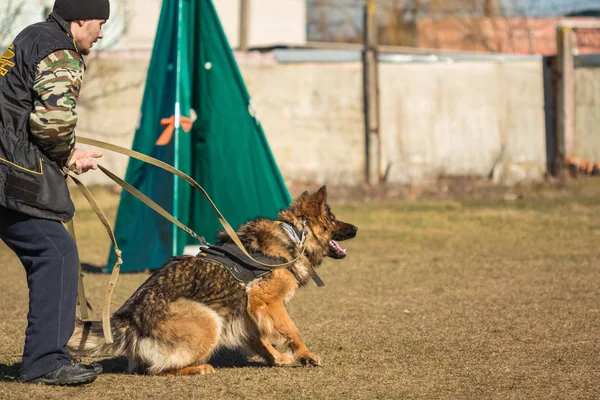 Um homem tem um pastor alemão canino em luta. Gomel, Bielorrússia — Fotografia de Stock