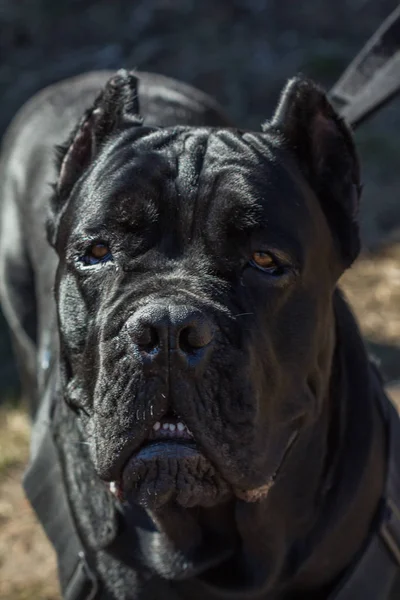 Μεγάλο μαύρο σκύλο Cane Corso κινηματογράφηση σε πρώτο πλάνο — Φωτογραφία Αρχείου