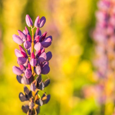 Bud Menekşe vahşi kurt bitkiler portre