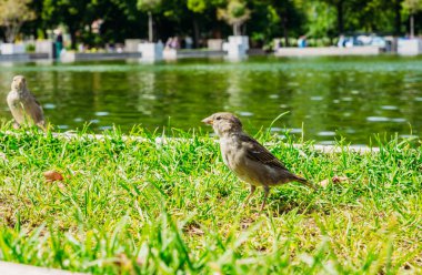 Kuş sparrow gölet yakınındaki