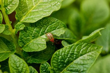 Colorado patates böceği patates yaprağı yer.