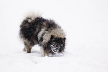 Komik Keeshond yerde karda yalan