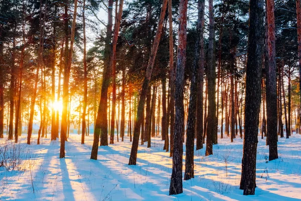Winter sunset in a pine forest