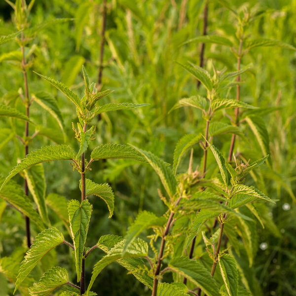 Leaves and stems of wild nettle close up