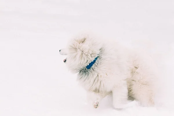 Samojeed staat in de sneeuw — Stockfoto