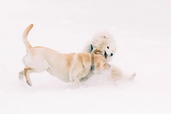 Labrador e Samoyed cães jogar na neve — Fotografia de Stock