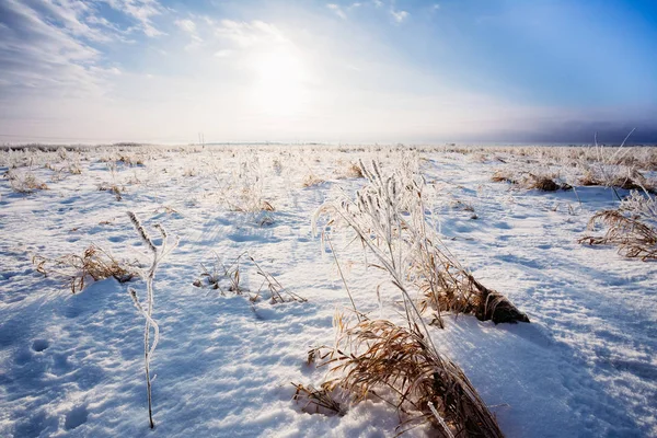 Campo nevado en invierno con hierba seca en las heladas — Foto de Stock