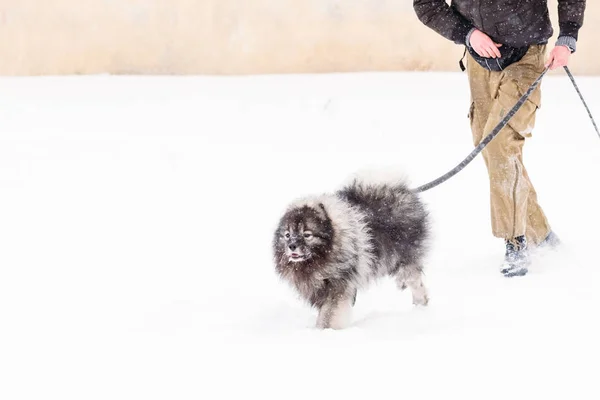Keeshond court dans la neige — Photo