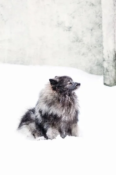Beau chien Keeshond dans la neige — Photo