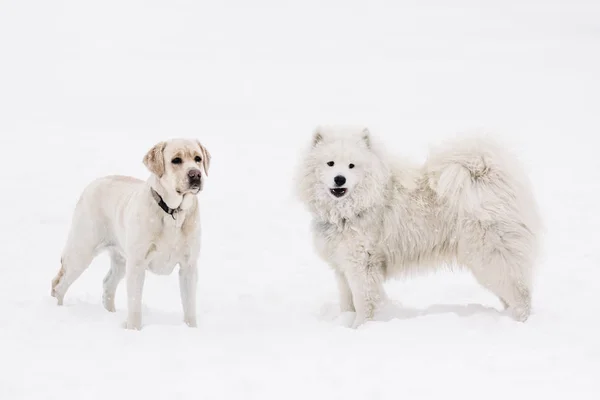 Belos cães Labrador e Samoyed na neve — Fotografia de Stock