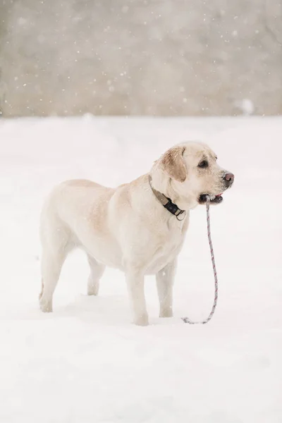 Piękny labrador pełnej długości w śniegu — Zdjęcie stockowe