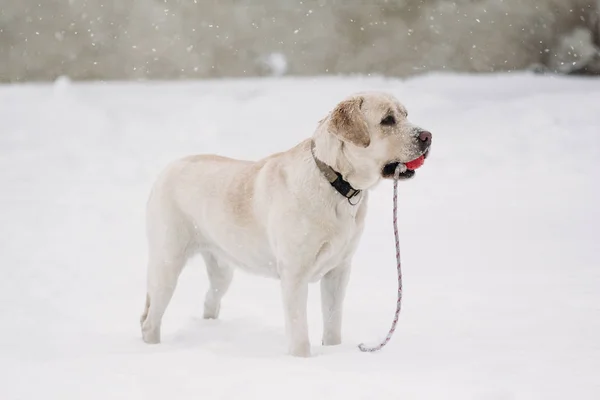 Lindo cão Labrador na neve — Fotografia de Stock