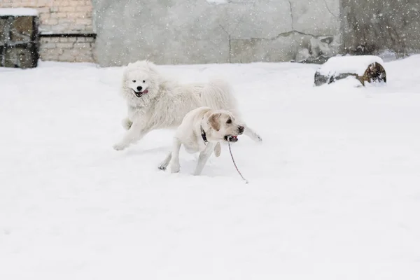 Labrador psy i Samoyed, grając w śniegu — Zdjęcie stockowe