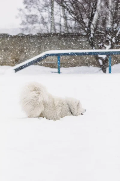 Chien samoyed dans la neige — Photo