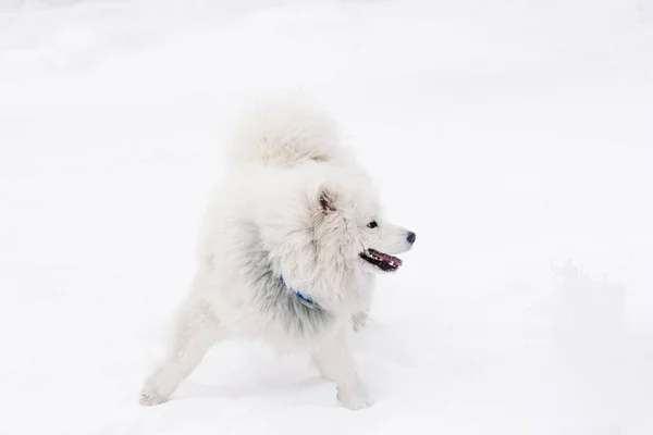 Cão de Samoyed em um fundo branco. Inverno — Fotografia de Stock