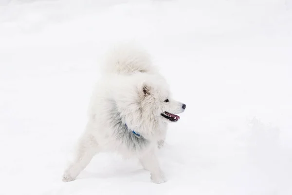 Chien Samoyed sur fond blanc. Hiver — Photo