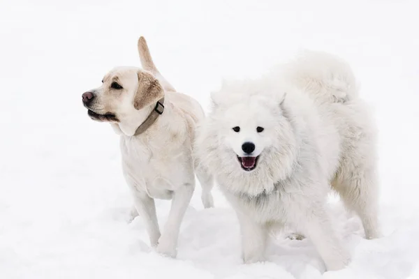 Labrador cães e Samoyed em um fundo nevado — Fotografia de Stock