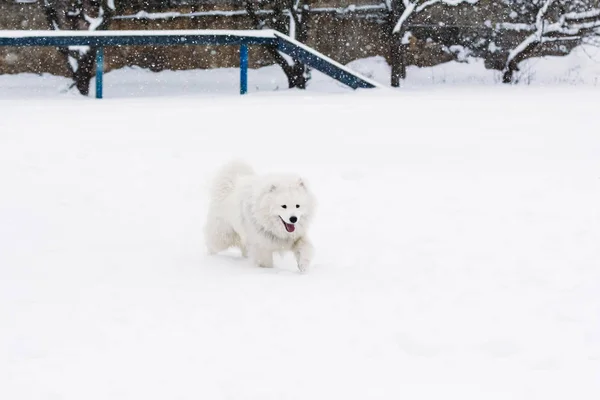 Belo cão Samoyed na neve — Fotografia de Stock