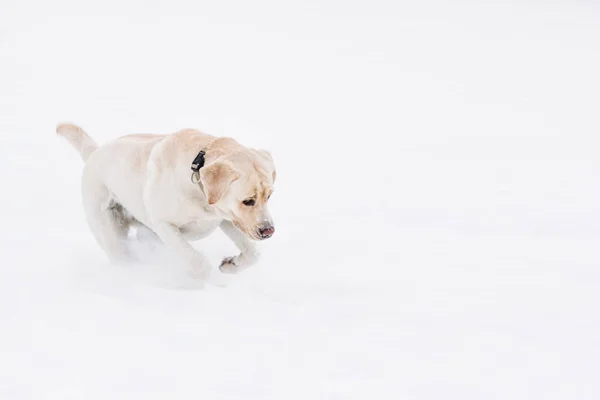Pies Labrador na białym śniegu — Zdjęcie stockowe