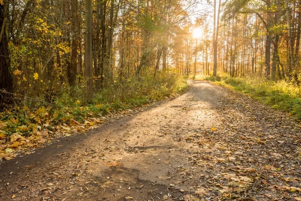 Beautiful forest landscape with road and sunset