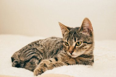 Bir ekose üzerinde oturan bir genç kedi