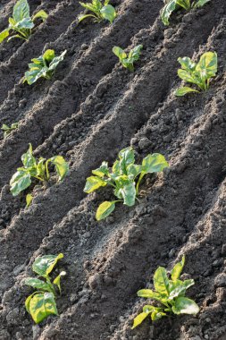 Açık alanda büyüyen pancar