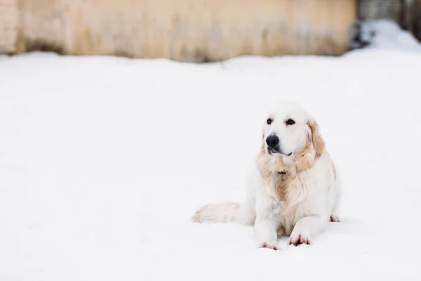 Schöne Retriever beige Farbe im Schnee — Stockfoto