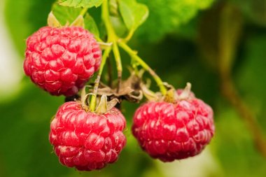 Ahududu olgun yakın çekim doğa