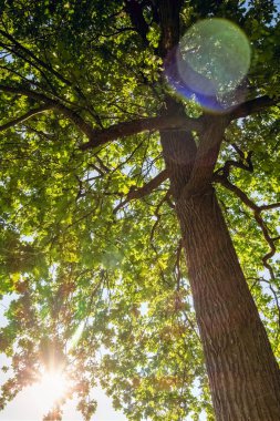 Meşe taç güneşte