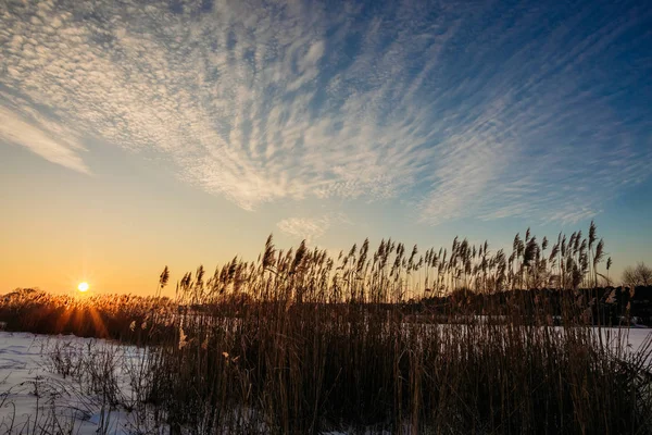 Sonnenuntergang über dem Schilf am See — Stockfoto