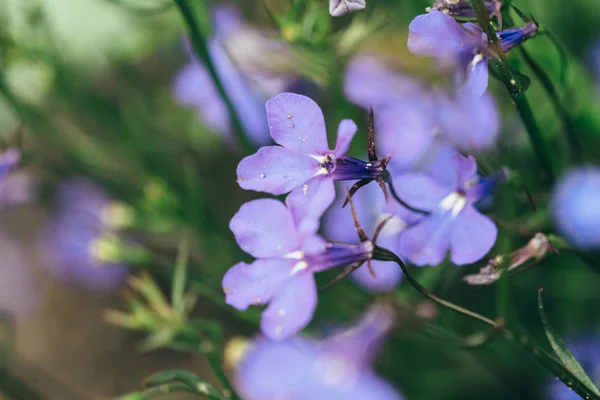 Lobelia knopp närbild — Stockfoto