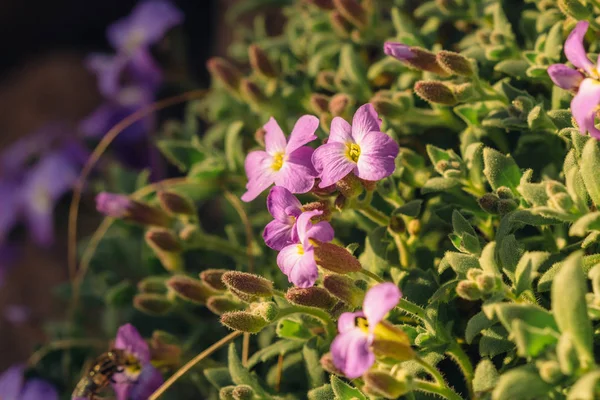 Bunga ungu Aubrietia close-up di alam — Stok Foto