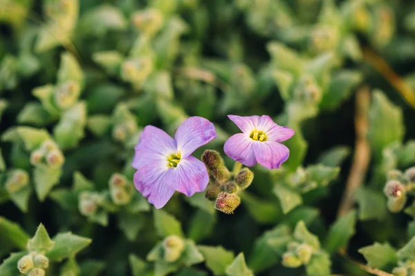 Tampilan atas bunga Aubrietia — Stok Foto